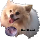 Cathead APK