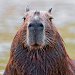 Capybara Wallpaper HD APK