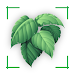 Identify plant & weed by photo APK