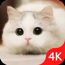 Cute Cat Wallpaper Live HD APK