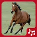 Horse Sounds. beautiful neighs APK