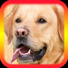 Translator for Dogs Prank APK