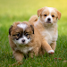 Puppy Wallpaper APK