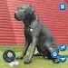 Dog Sim Pet Simulator Dog Life APK