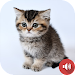 Kitten Sounds APK