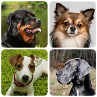 Dog Breeds - Quiz about all dogs of the world! APK