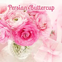 Persian Buttercup Theme APK