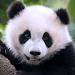 The Panda APK