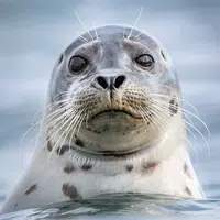 The Seal APK