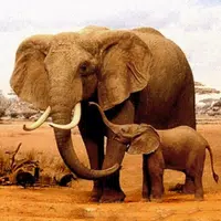 The Elephant APK