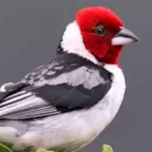 Brazilian's birds sounds  APK