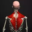 Anatomy  APK