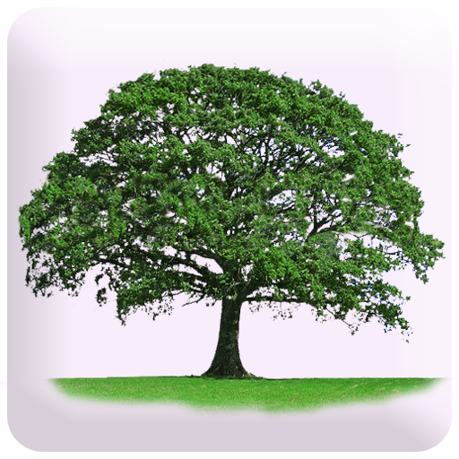 Know Yourself Personality Test APK