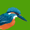 Junior Birder Adventure APK