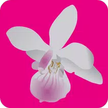 White Orchids Slots  APK