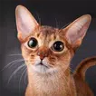 Talking Abyssinian Cat  APK