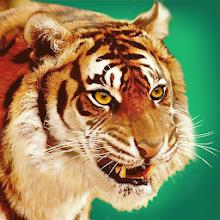 Talking Tiger  APK