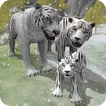 Snow Tiger Game Family Survive  APK