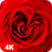 Rose Wallpapers 4K  APK